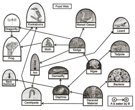 Food Web