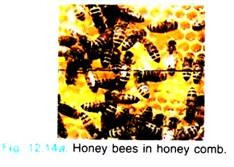 Honey Bees in Honey Comb