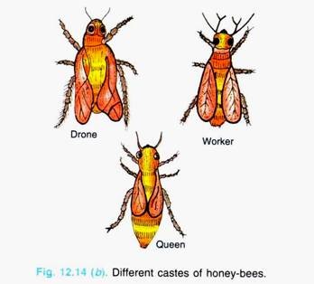 Different Castes of Honey Bees
