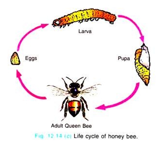 Life Cycle of Honey bee