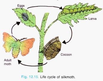 Life Cycle of Silkmoth