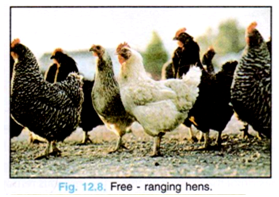 Free-ranging hens.
