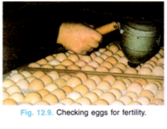 Checking eggs for fertility.