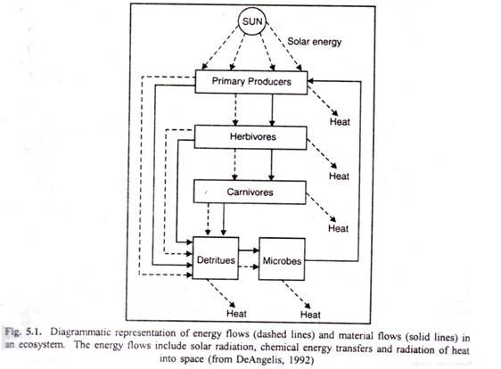 Diagrammatic representation of energy flows and material flows in an ecosystem